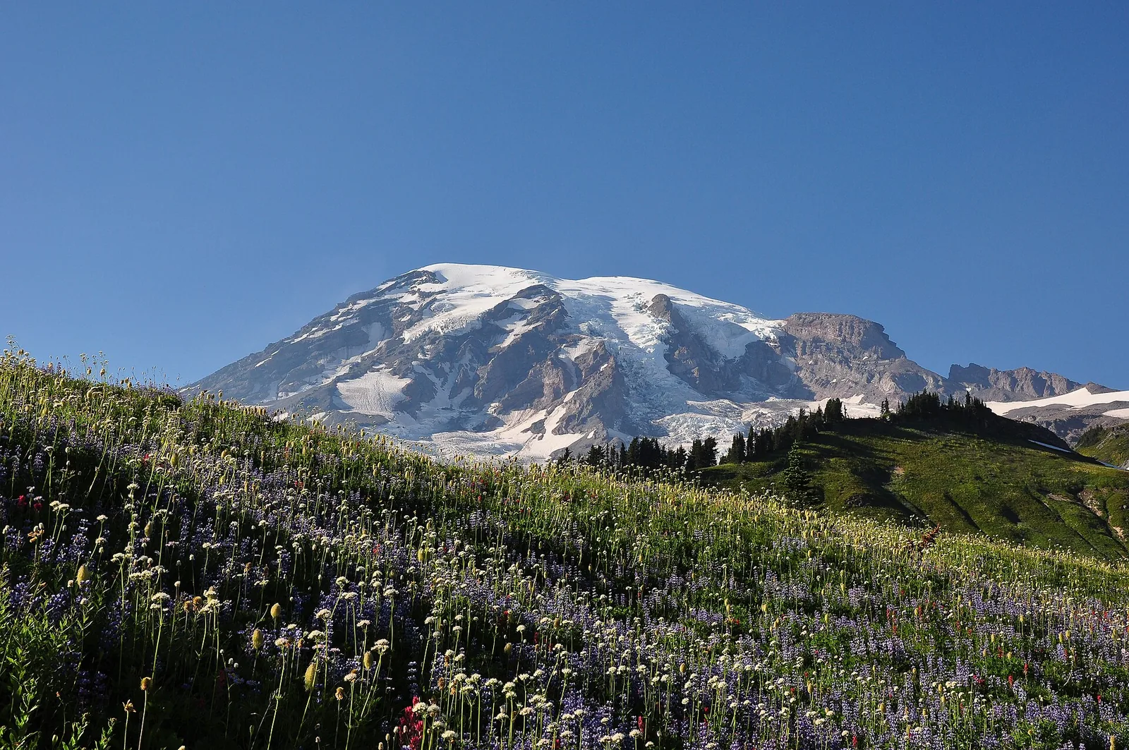 Mount Rainier rising above flowering meadows at Paradise