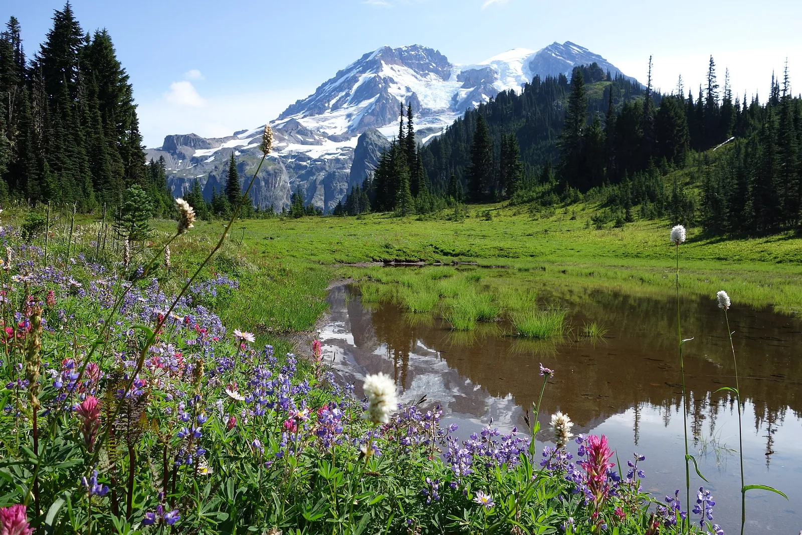 Subalpine tarns surrounded by wildflowers